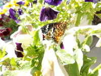 IMGP0992