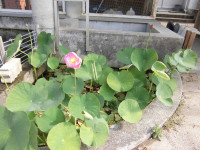 CIMG1121