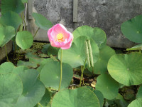 CIMG1122