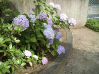 CIMG1126