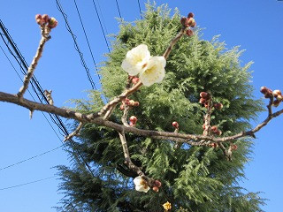 00梅の開花 (1)