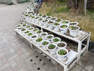 IMGP0065 - コピー